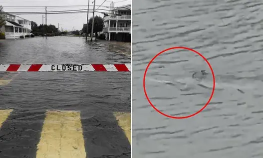 Small shark swimming through floodwater in Surf City New Jersey after a September 2026 nor'easter