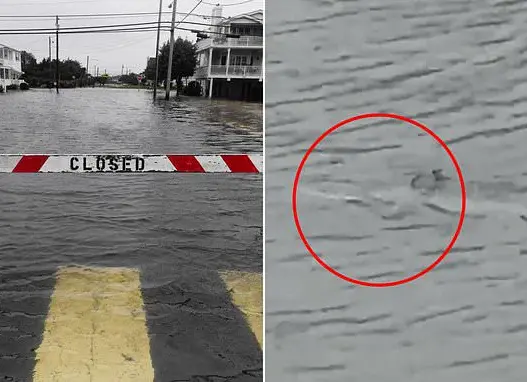 Small shark swimming through floodwater in Surf City New Jersey after a September 2026 nor'easter