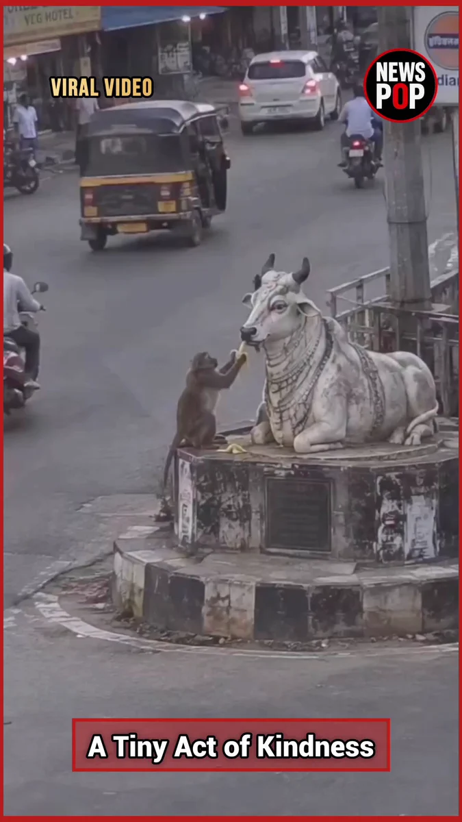 A Spoonful of Whimsy: Monkey Tries to Feed a Banana to a Sacred Nandi Statue