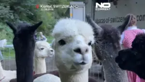 70-Plus Alpacas Make One Very Woolly Autumn Descent From the Swiss Alps