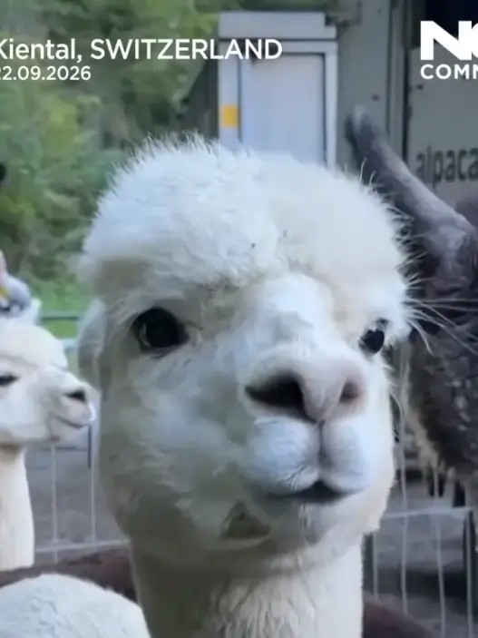 Still from Euronews video of alpacas descending from Switzerland’s Bernese Alps