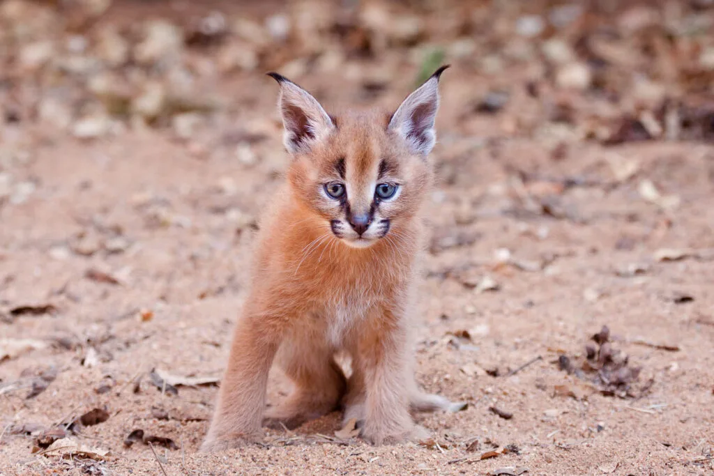 Young blue-eyed caracal kitten