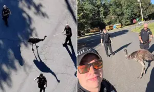 Woopsies! Police Hilariously Stops Fugitive Emu That Fled Petting Zoo