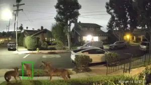 Who’s Howling? A Pack Of Wild Coyotes In Early Morning Outside San Diego Homes