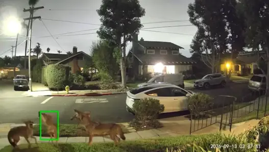 Wild coyotes during the early-morning San Diego neighborhood howl captured on security video