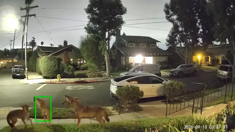Who’s Howling? A Pack Of Wild Coyotes In Early Morning Outside San Diego Homes