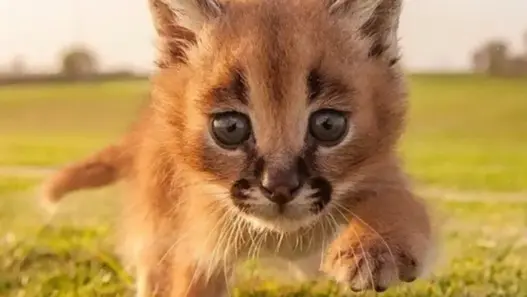 Young caracal kitten with blue eyes and distinctive tufted ears