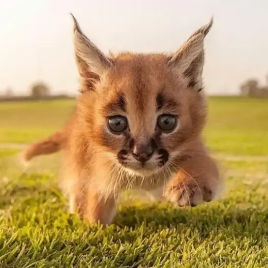 Young caracal kitten with blue eyes and distinctive tufted ears