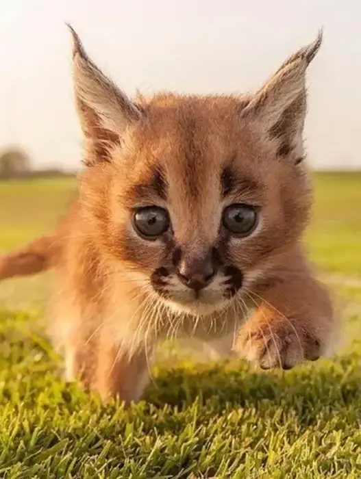 Young caracal kitten with blue eyes and distinctive tufted ears