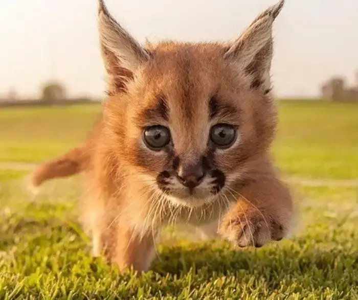 Young caracal kitten with blue eyes and distinctive tufted ears