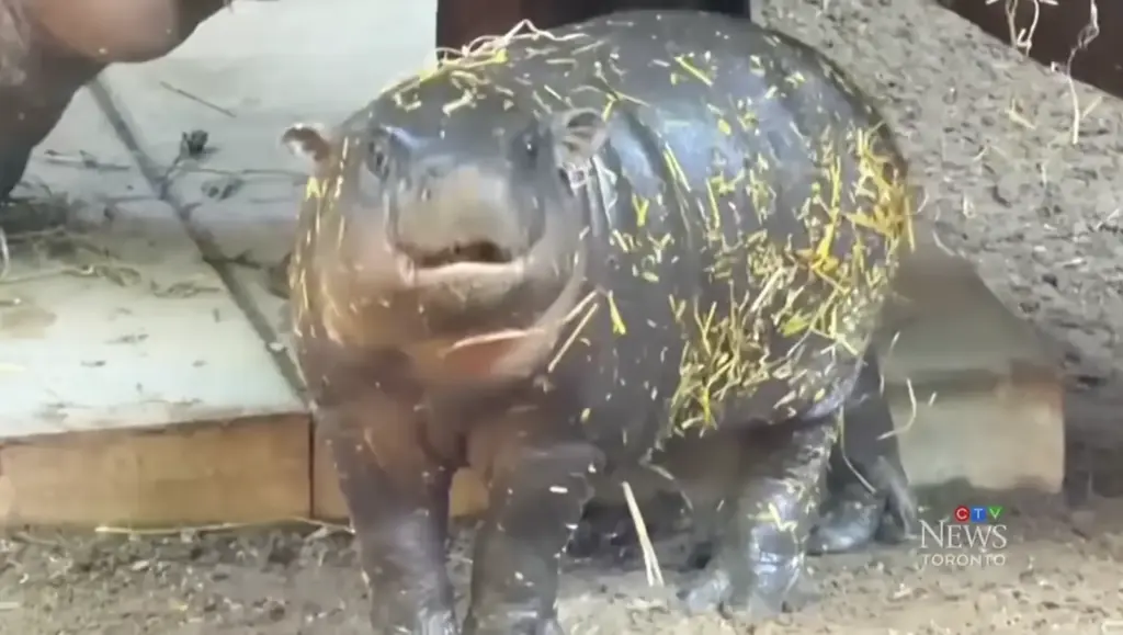 Maple, the baby pygmy hippo at the Toronto Zoo