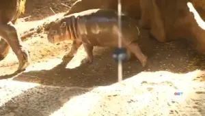 Meet Maple: Toronto Zoo’s Baby Pygmy Hippo Is Tiny, Tenacious & Already a Star