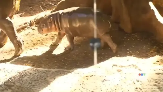 Maple, the baby pygmy hippo at the Toronto Zoo