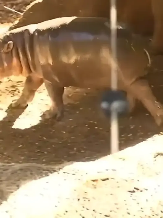 Maple, the baby pygmy hippo at the Toronto Zoo