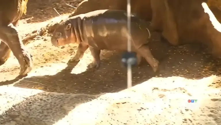 Meet Maple: Toronto Zoo’s Baby Pygmy Hippo Is Tiny, Tenacious & Already a Star