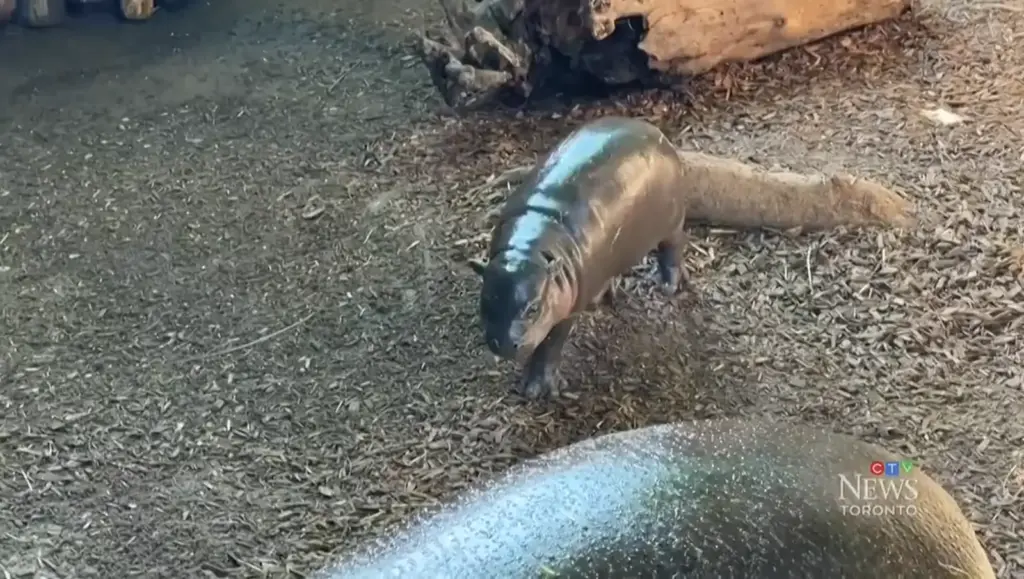 Baby pygmy hippo Maple at the Toronto Zoo