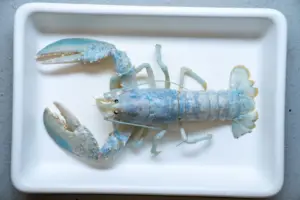 Meet Casper, The Unique One Of One, White “Ghost” Lobster