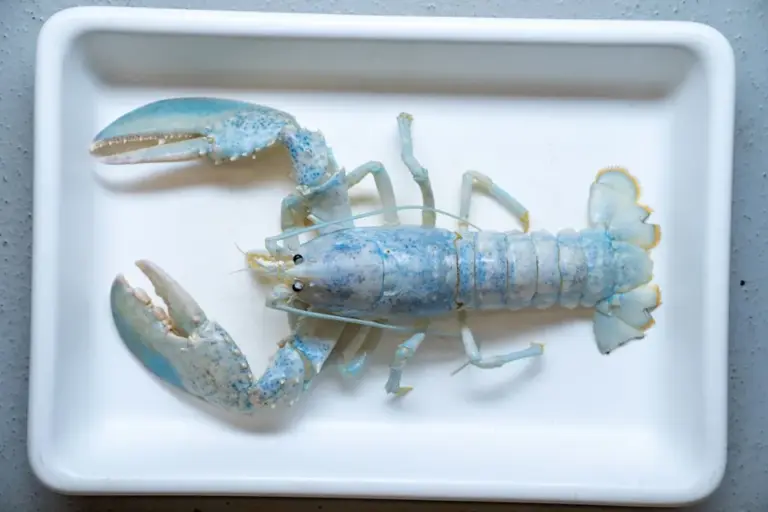 Meet Casper, The Unique One Of One, White “Ghost” Lobster