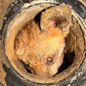 Present Day-Developments: Fox Stuck In Drain Pipe For 9 Hours Gets Unbelievable Rescue