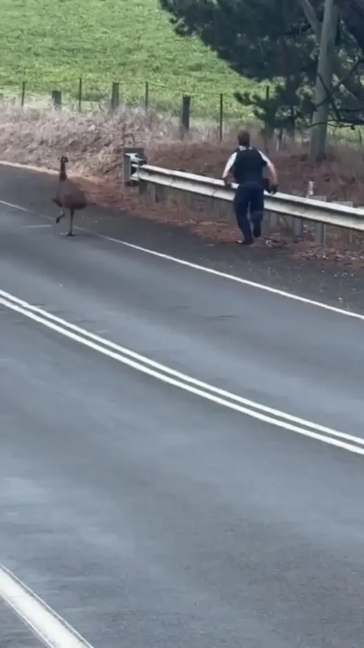 Emu during a police pursuit on Cargo Road near Orange, New South Wales