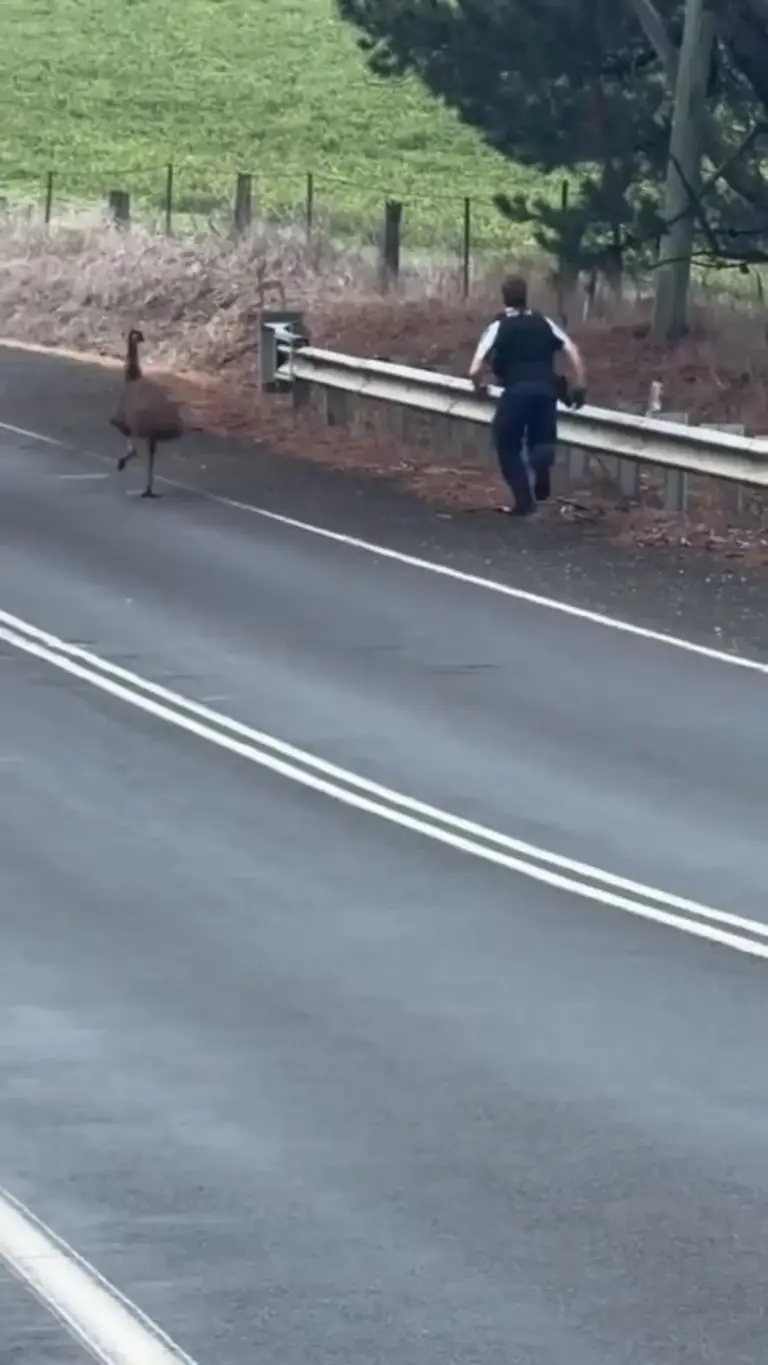 Present-Day Developments: Woopsies! A quick and cheeky Emu leads a police officer on a hilarious foot chase on a highway road