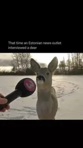 A Spoonful Of Whimsy: In 2017, An Estonian TV Segment Produced Endearing Memorable Deer Interview