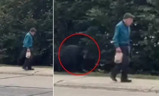Older man near a black bear during a sidewalk encounter in British Columbia