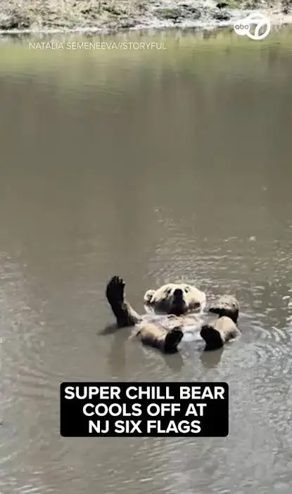 Bear floating in the water at Six Flags Wild Safari in Jackson Township, New Jersey
