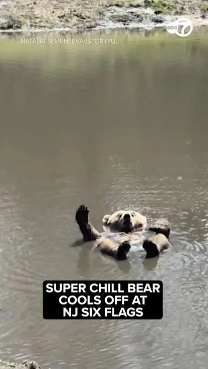 Summer Ending: Cool & Sleek Bear Shows His 2026 Season Mood At Six Flags Wild Safari