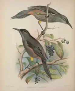 A Spoonful Of Whimsy: In Hawaiian Nature History, A Bird, Named “The Kauaʻi ʻōʻō” Once Thrived