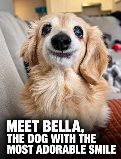 A Kind of Love: Meet Bella. A little dog with a truly unforgettable smile.