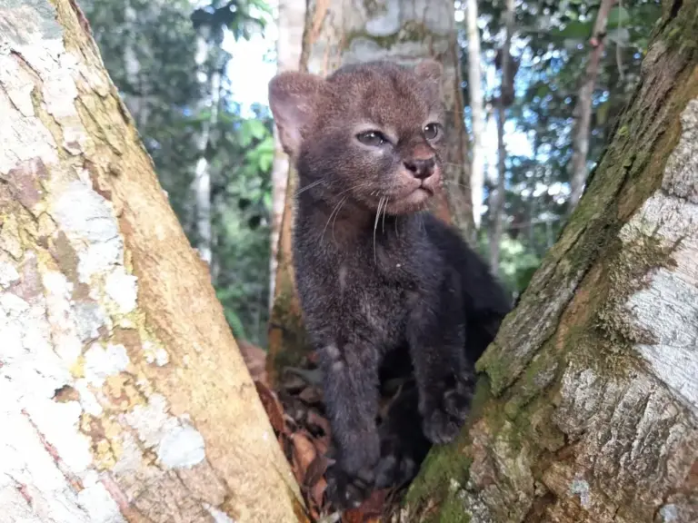 Spotted: Elusive Nocturnal Feline, Jaguarundi Aka Recently Captured In Natural Habitat