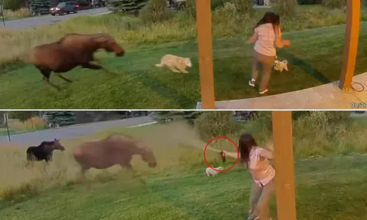 Moose in a Montana yard during an encounter caught on a home camera