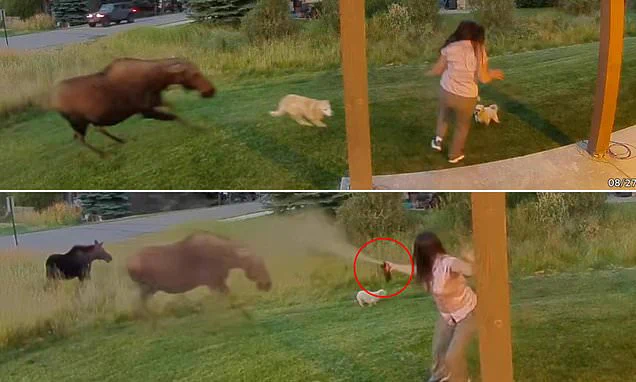 Woopsies! Montana Lady Arms Bear Spray To Protect Pets  From Moose In Yard