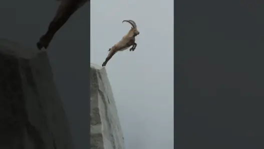 Mountain goat leaping across a steep rocky gap