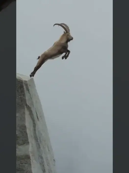 Mountain goat leaping across a steep rocky gap