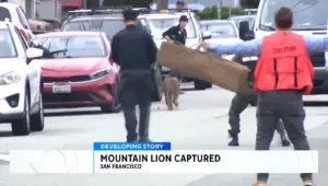 Woopsies! Mountain Lion Plans Great Escape Until San Francisco Neighborhood & Officials