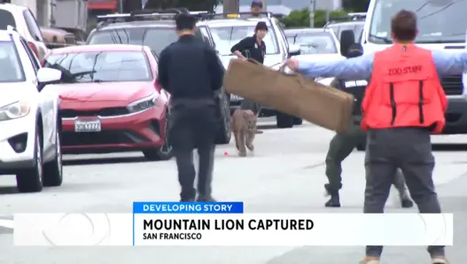 Young mountain lion during the Outer Sunset wildlife response in San Francisco