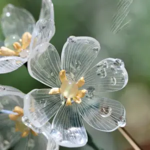 Flower Power! Meet ‘The Skeleton Flower’ One Of Nature’s Unique Transformations
