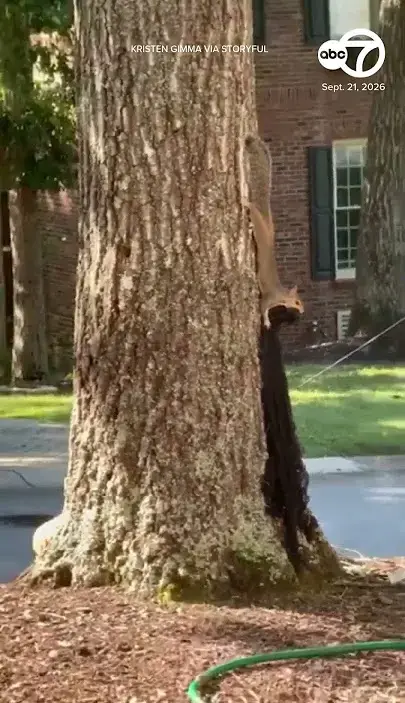 Squirrel taking Halloween decoration netting for its nest in Simpsonville, South Carolina