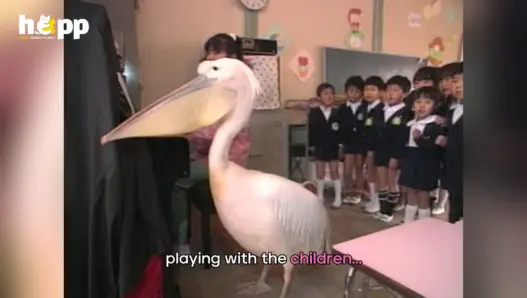 Katta-kun the pelican in HAPP’s video about his visits to a Japanese kindergarten