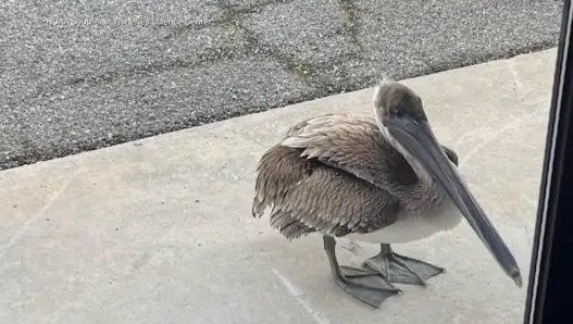 Brown pelican at NOAA Fisheries office in Panama City Florida
