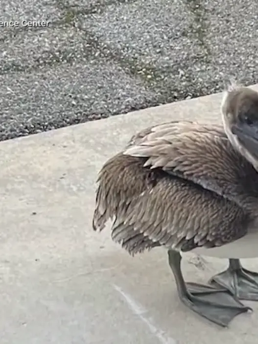 Brown pelican at NOAA Fisheries office in Panama City Florida
