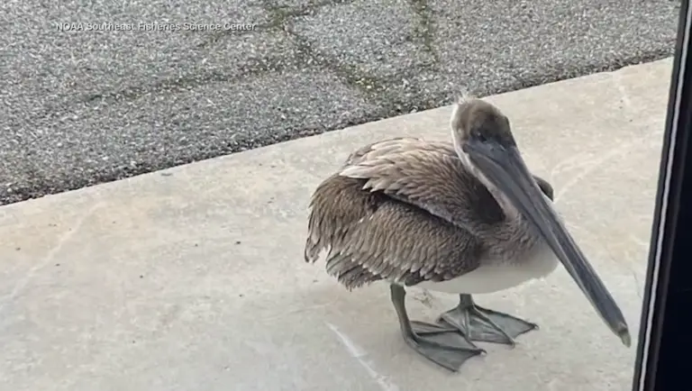 Brown pelican at NOAA Fisheries office in Panama City Florida