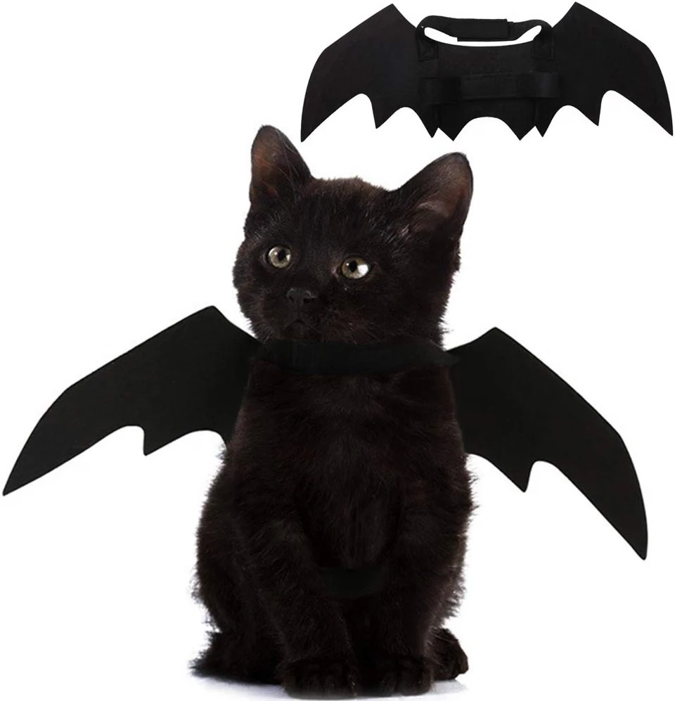 Black cat wearing lightweight black bat wings for Halloween