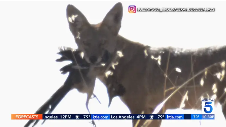 Wile E. Coyote Finally Wins! Real Coyote Is Caught With a Roadrunner in Rare SoCal Photo