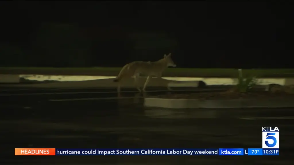 Alexander deBarros featured in KTLA 5 coverage of the coyote and roadrunner encounter