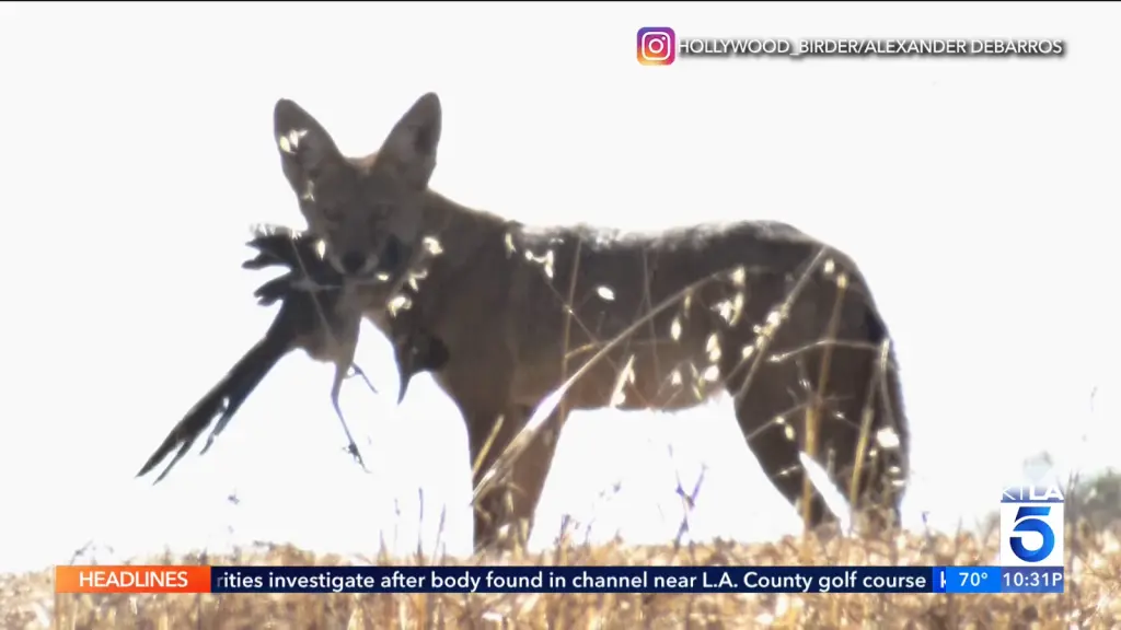 Rare coyote and greater roadrunner encounter from KTLA 5 video coverage