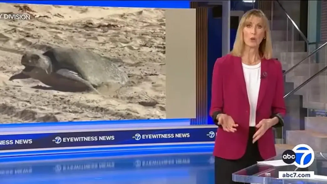 Olive ridley sea turtle nesting in Orange County California