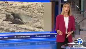 Olive ridley sea turtle nesting in Orange County California